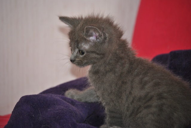 Bétamèche, chaton gris né le 6 mai 2011 Fa_62710