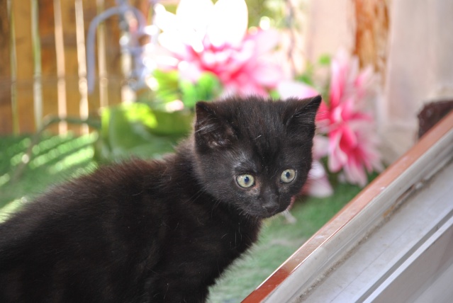 Virgule, chatonne noire née le 21 mai 2011 Fa_74910