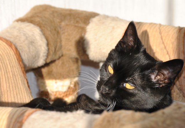 FERIA NOCTURNE, chatonne noire et blanche, née 2011 (en FA définitive, malade) Ip_02310