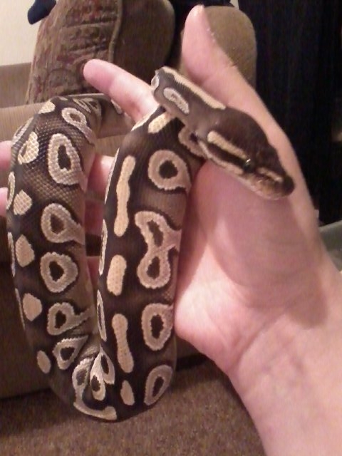 Mojave freshly Shed Mojojo10