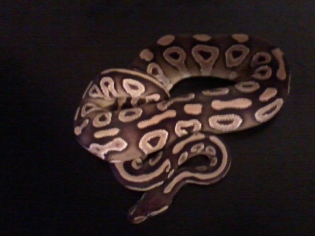 Mojave freshly Shed Mojojo11