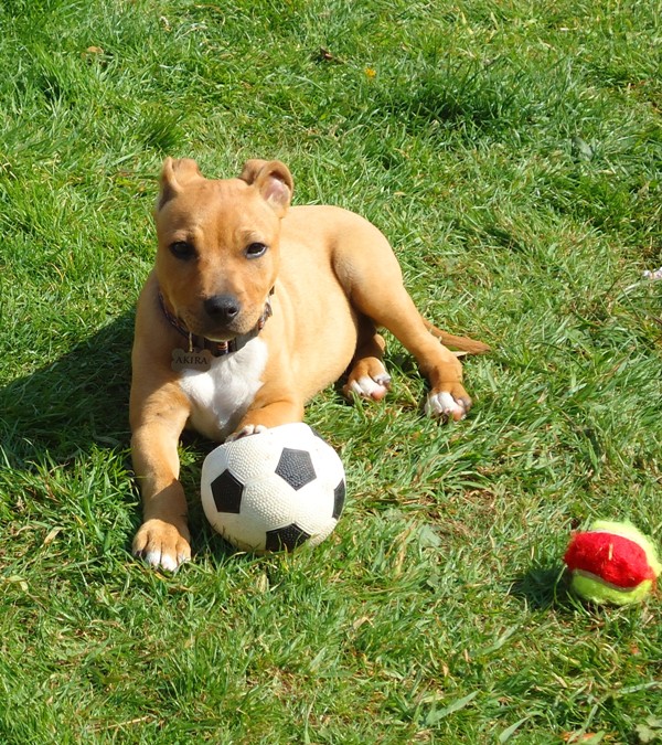 Akira ( Staffy, female ) from 7 weeks to 7 months 1310