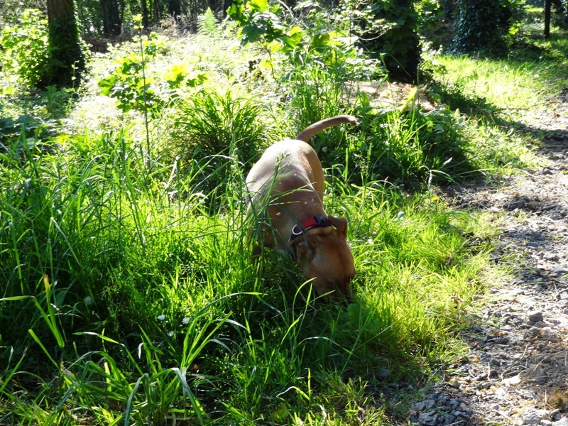 Akira and nice long walk 26.05.12 (heavy load!) Dsc00720