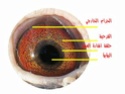  دراسة عيون الحمام الزاجل  9_112210