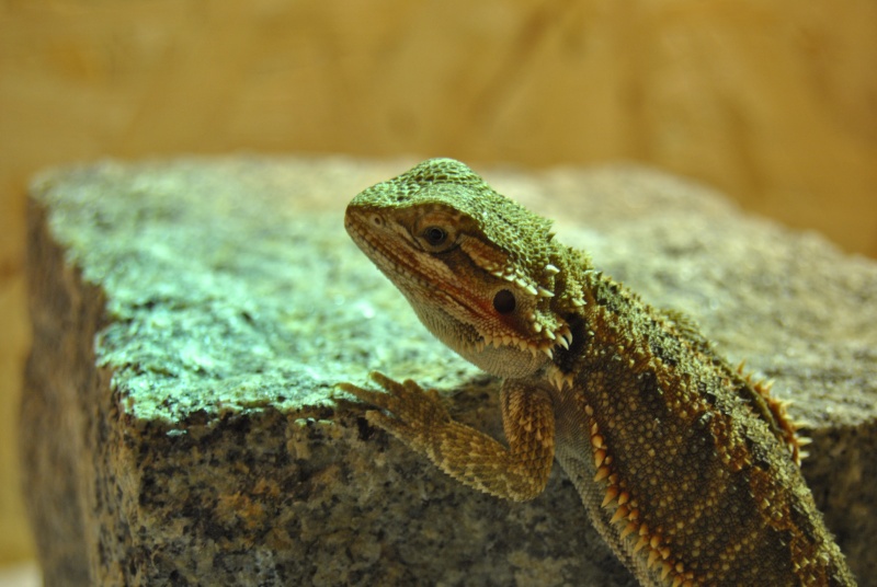 Le reste de ma famille! Dsc_0618