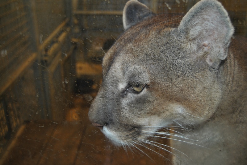 Beauval! Parc Zoologique. Dsc_1811