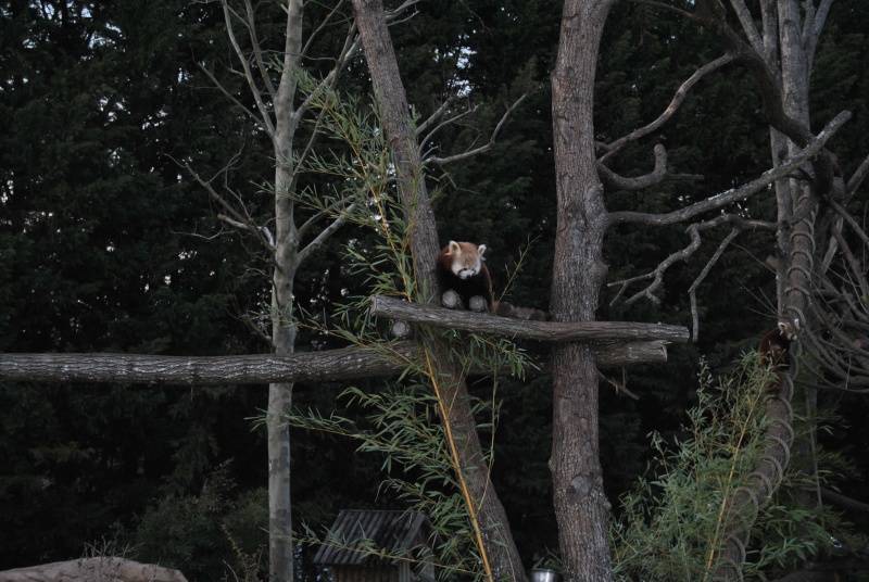 Beauval! Parc Zoologique. - Page 2 Dsc_1817