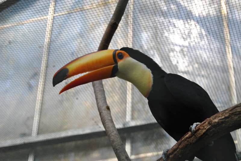 Beauval! Parc Zoologique. Dsc_1925