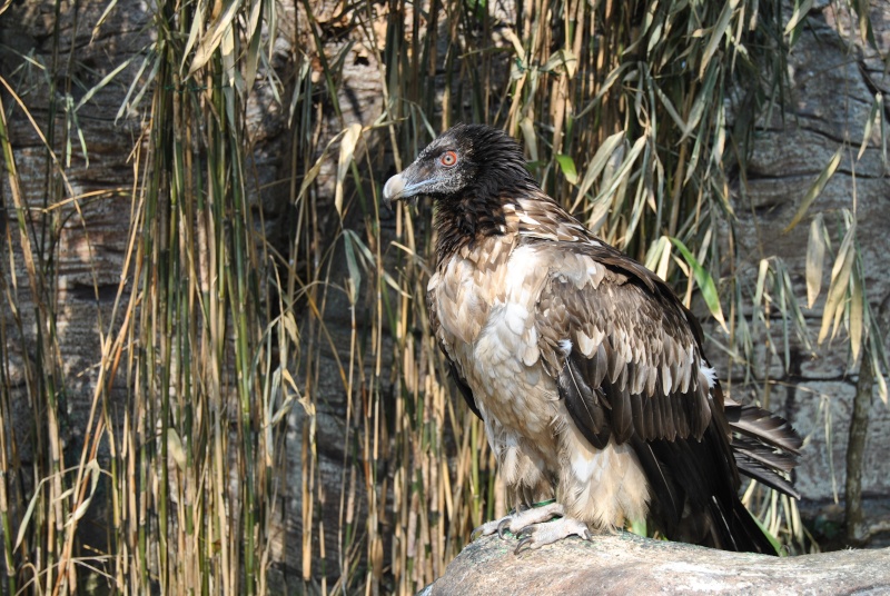 Beauval! Parc Zoologique. Dsc_1928