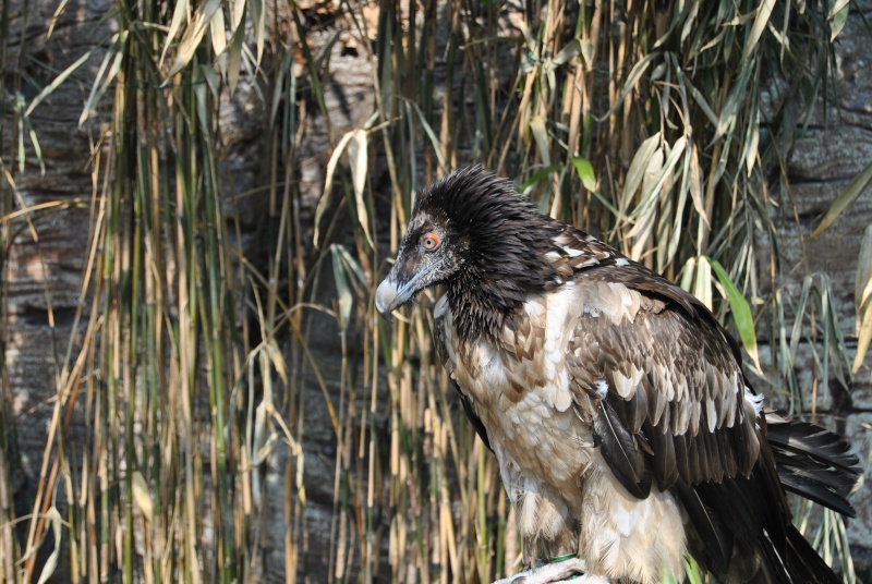 Beauval! Parc Zoologique. Dsc_1929