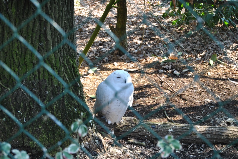 Beauval! Parc Zoologique. Dsc_2022