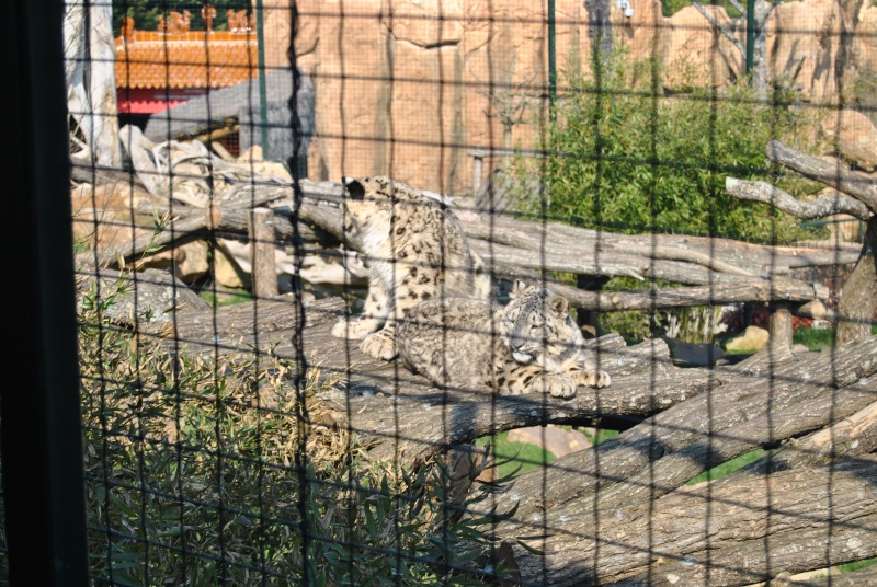 Beauval! Parc Zoologique. - Page 2 Dsc_2121