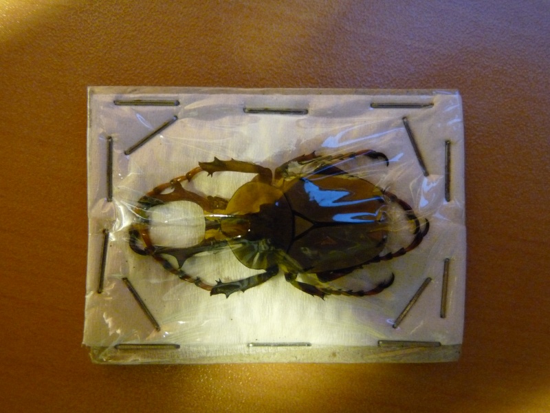 [Dicronocephalus wallichi] quelle est ce scarabée  Photos13