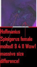 misterm16ge's hoffmanius spinigerus 2 slings in 2 deli cups&communal 11 gallon someday :D Mms_pi10