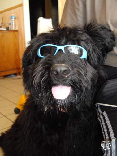 Cherche Bouvier des Flandres à donner Fino10