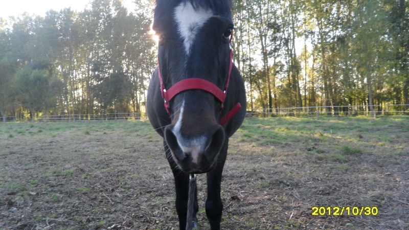 Mon poney est obèse Sam_3415