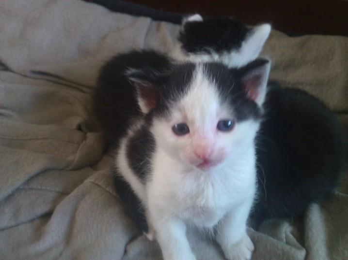 Two kittens in need of a home... Daisy10
