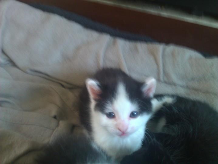 Two kittens in need of a home... Fraz10