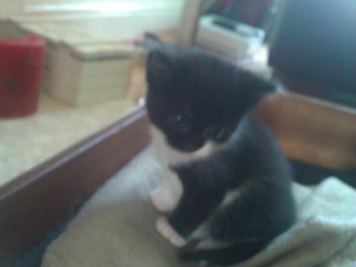 Two kittens in need of a home... Jess10