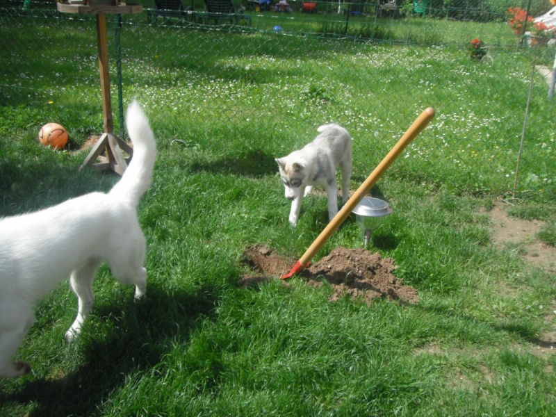 le siberien husky et un grand jardinier et oui Dscf2011