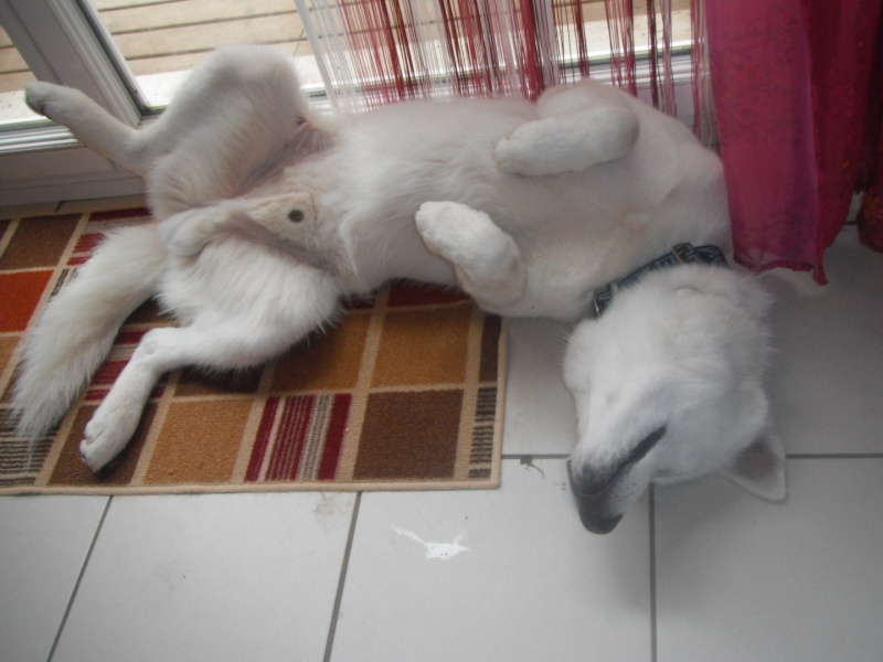 Concours photo de Juin : Il fait chauddddd!!! ahhhh la bonne sieste !!! (TERMINE) Galak_10