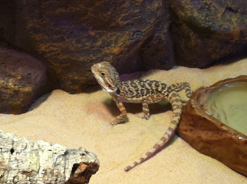 mon pogona vitticeps flaming  Photo_16