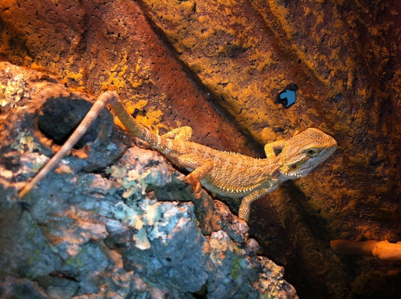 mon pogona pastel Photo_18