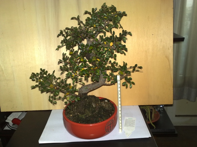 regalo di natale....zelkova Dic_1114