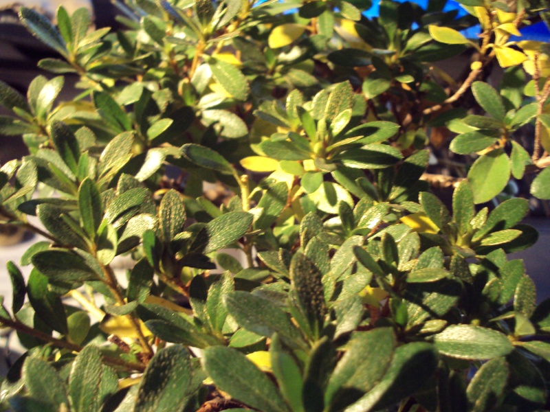 Azalea foglie gialle