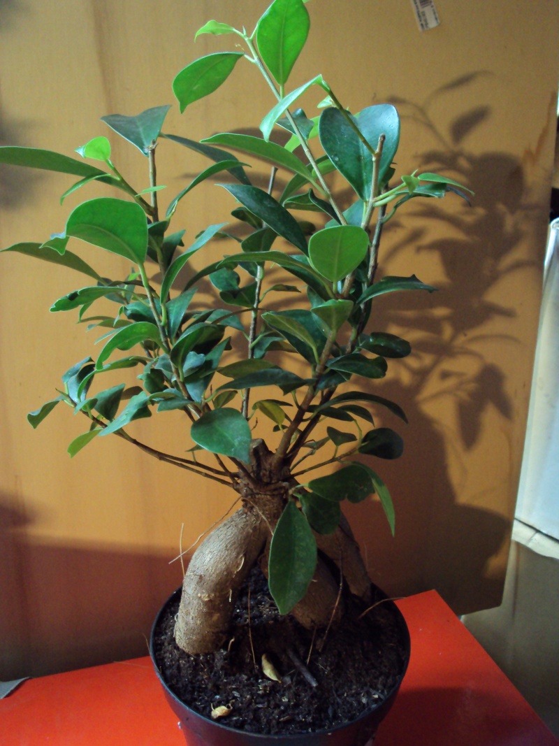 ficus ginseng Ficus_25