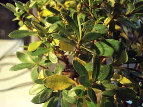 Azalea foglie gialle