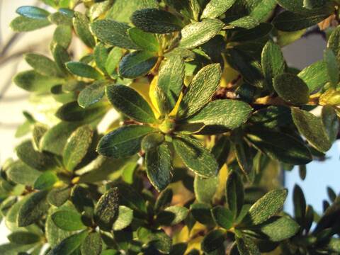 Azalea foglie gialle