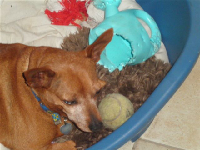 Adoption Ursula 9 ans. (Doubs, 25) - Page 3 12112010