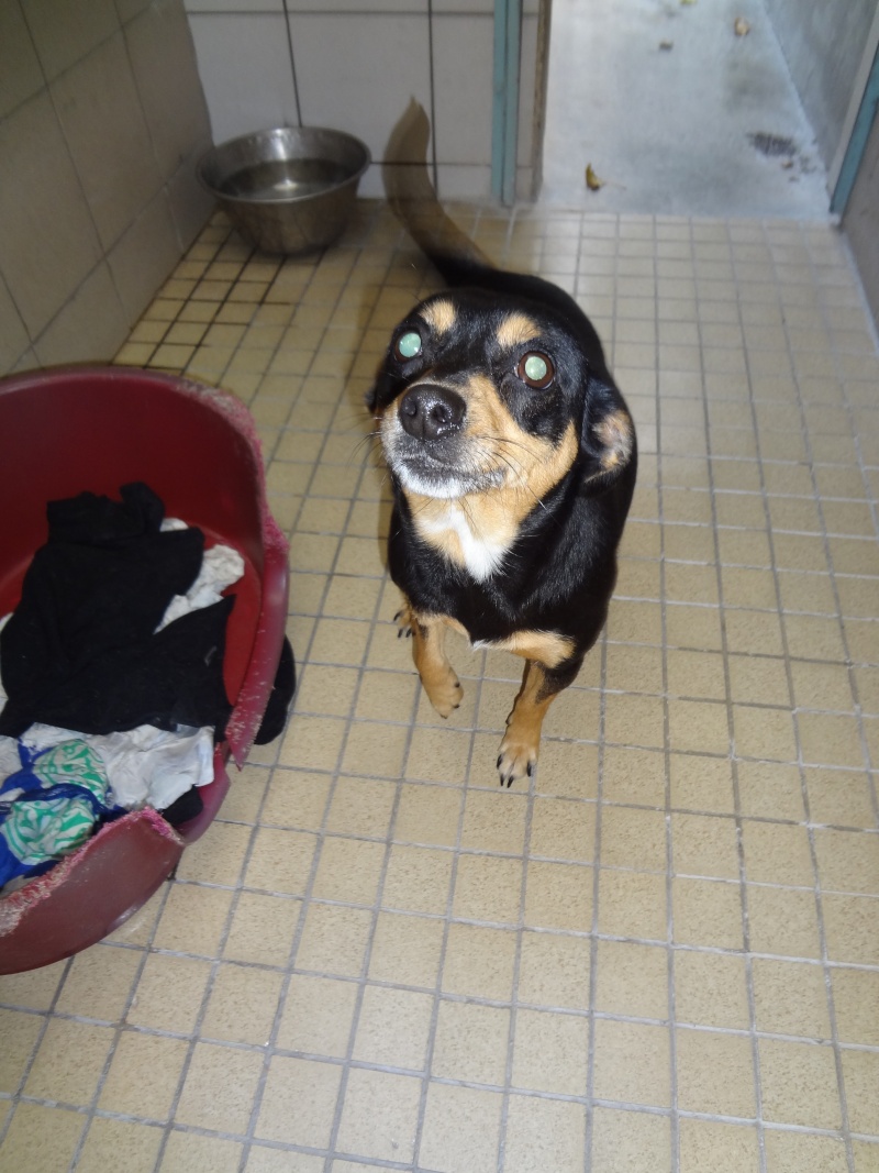 Lilly x pinscher ,5 ans à l'adoption. 2141010