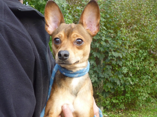 Gerry x pinscher de 1 an et 1 mois 75495610