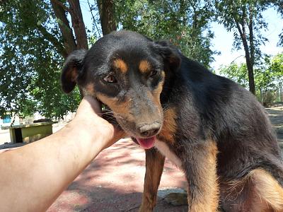 Djaz x pinscher ,7 ans a adopter (45) Draz1210