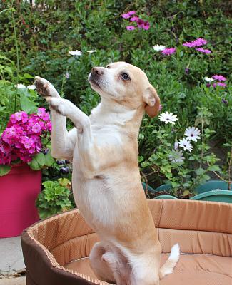Adoption Snoopy 8 ans. Img_1210