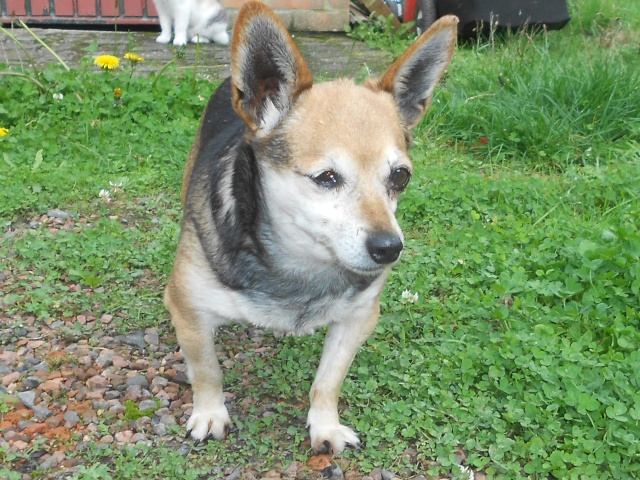 X pinscher née en 2003 à l'adoption. Rscn1510