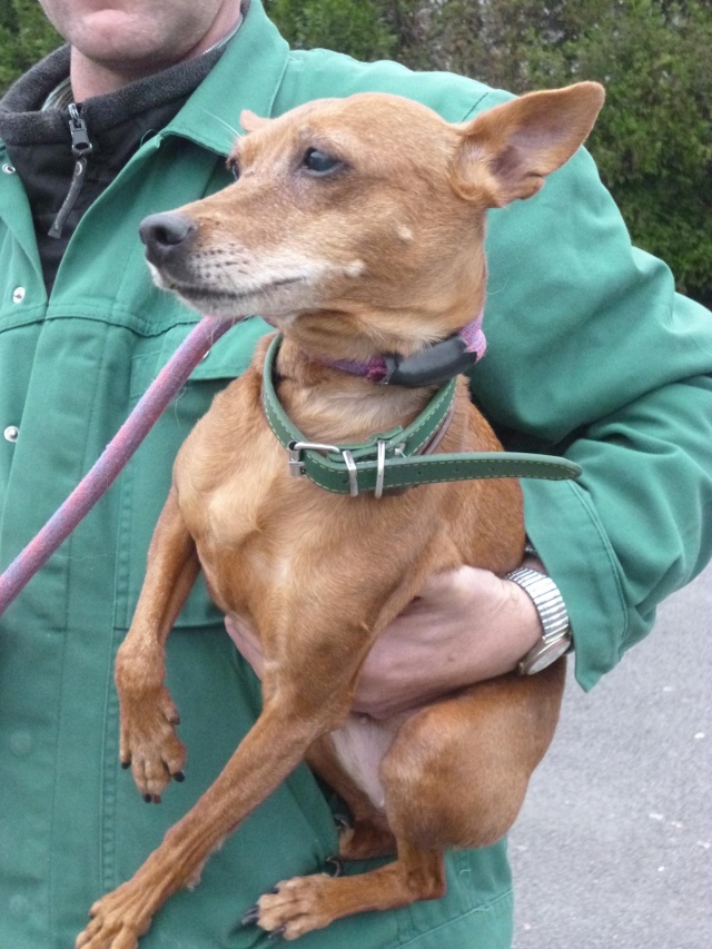 Adoption sally petite pinscher de 12ans. Sally_10