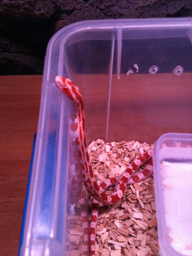 ma femelle pantherophis guttatus candy cane rouge  Img_1635