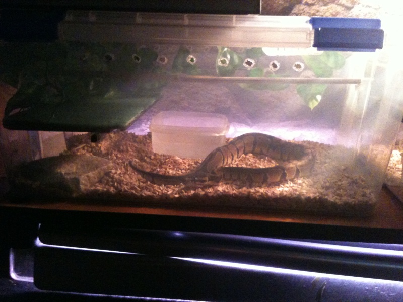 mon python regius nc 2011 male 50 cm  Img_1818