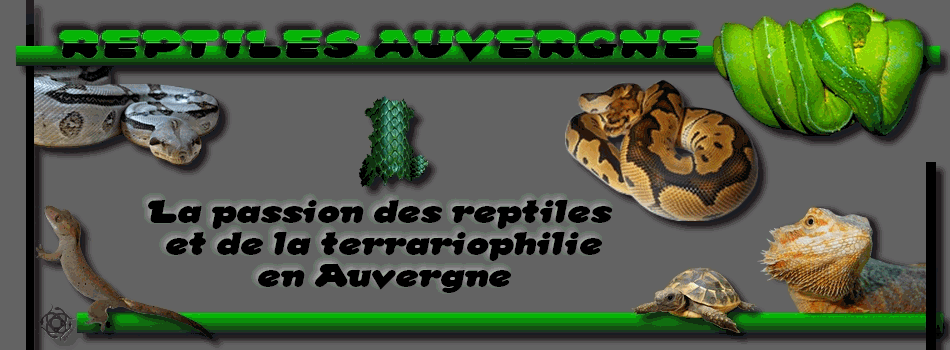 Bienvenue sur reptiles-Auvergne.org