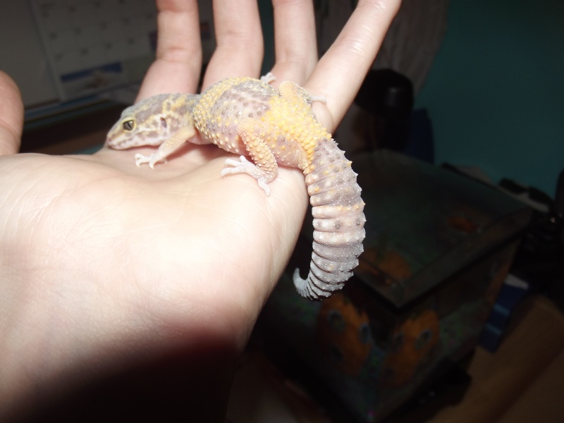 YES! MY SECOND GECKO! <3 :D 00510