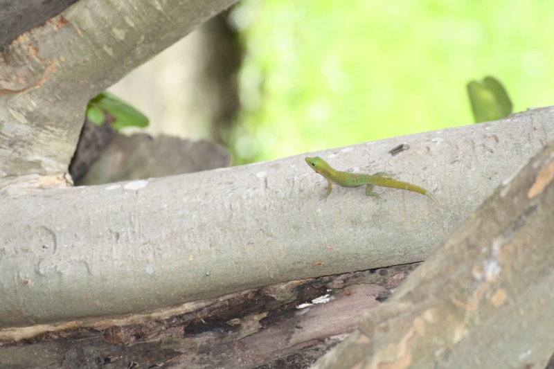 Photos de lézards In Natura Ile de la Réunion 1_611