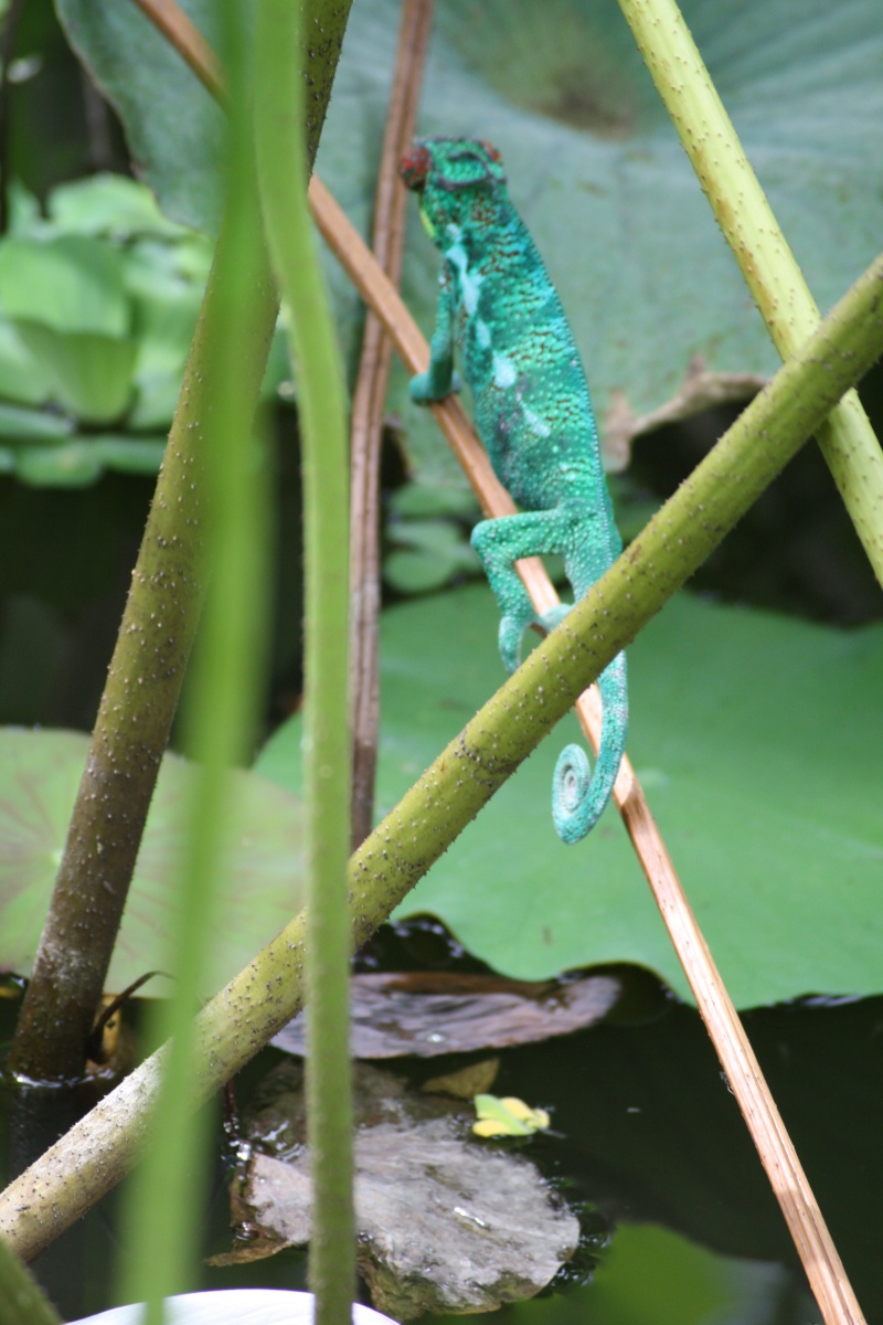 Photos de lézards In Natura Ile de la Réunion 1_710