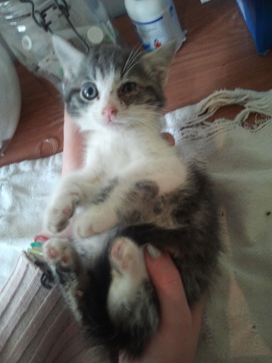 Prise en charge urgente : 5 chatons très malades Photo708