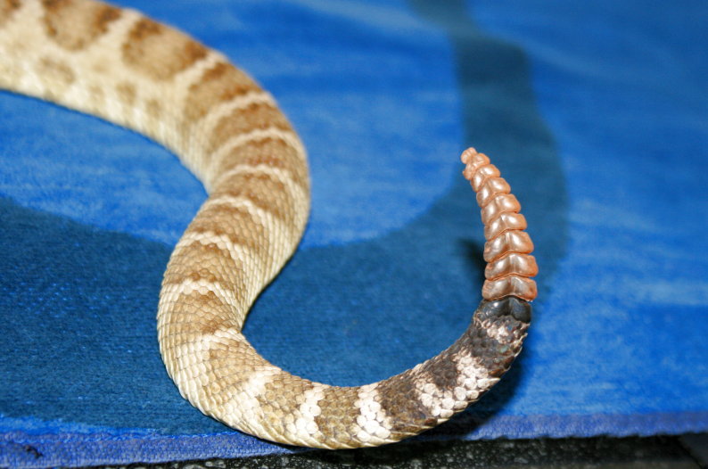 Need help to identifie Crotalus oreganus ssp Lutosu11