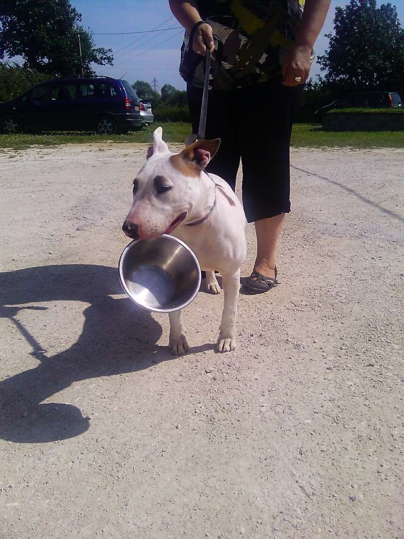 Flamme, toute jeune Bull Terrier, née octobre 2010, refuge du Mordant 2012-011