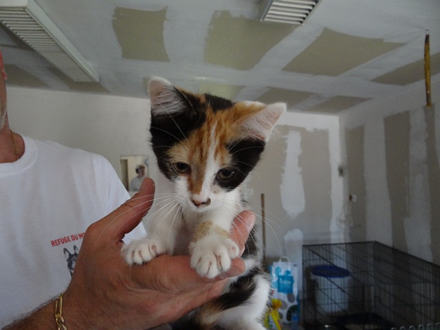 Holly, petite tricolore née en juin 2012, refuge du Mordant Dsc02511