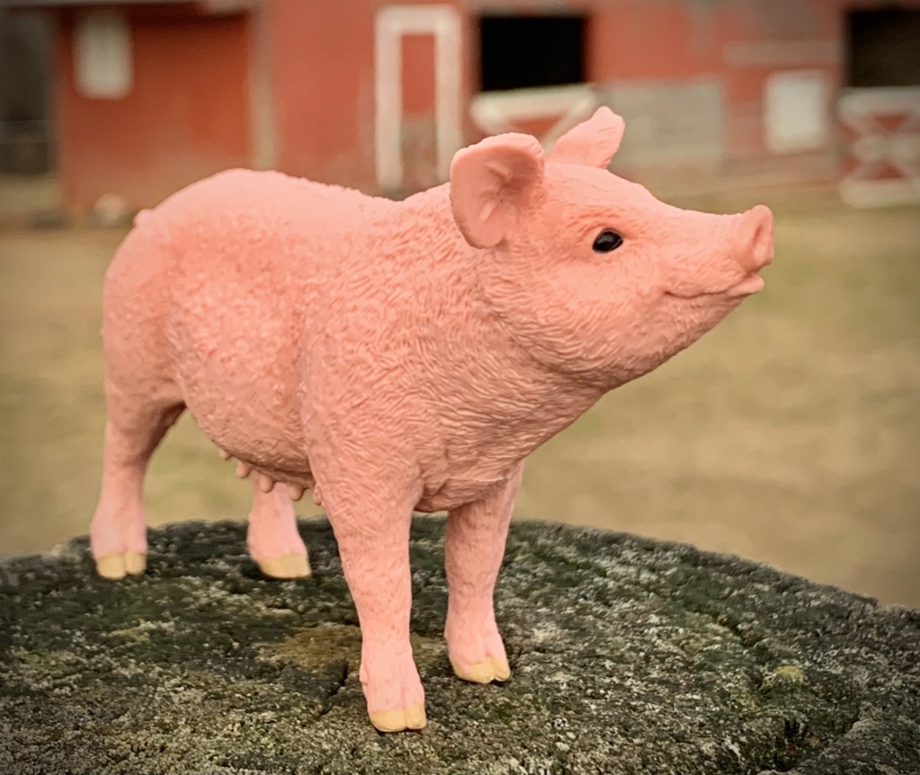 Back to collecting and a Schleich Pig! B4d9a310